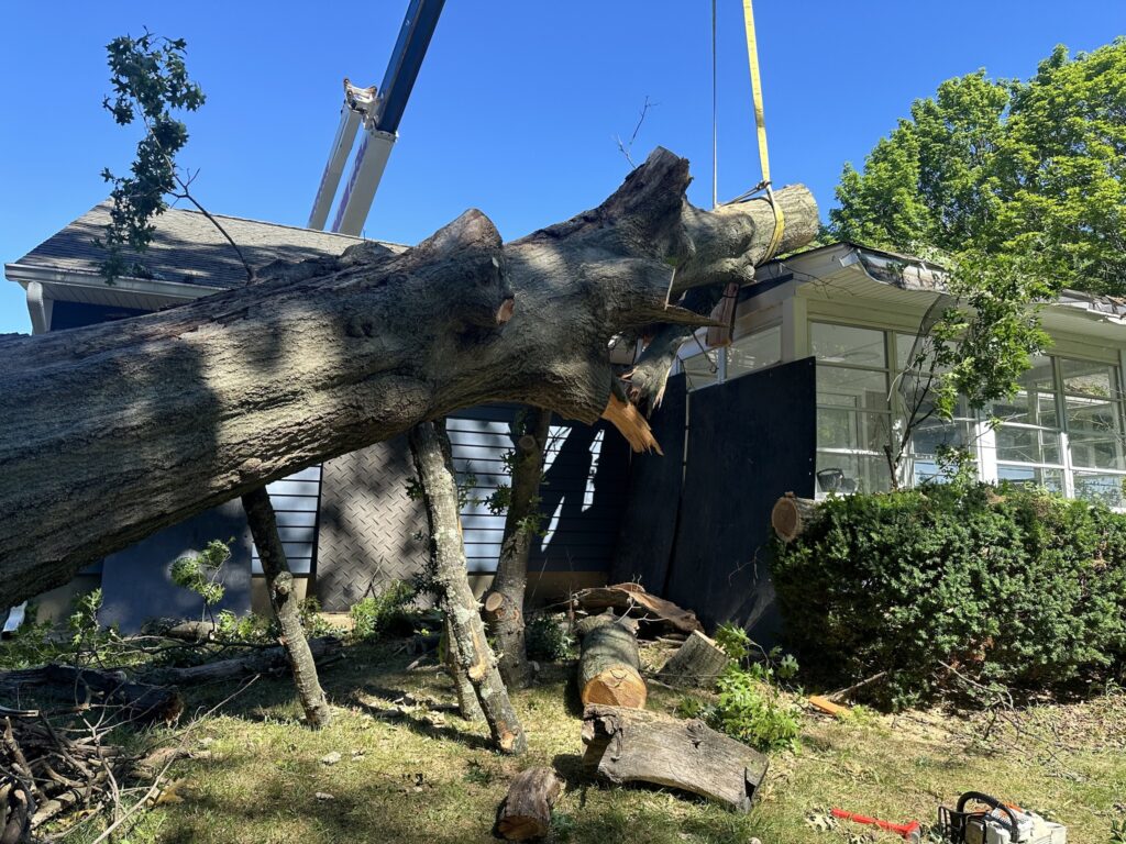 Tree Trimming Services Expert Care in Thomasville, GA